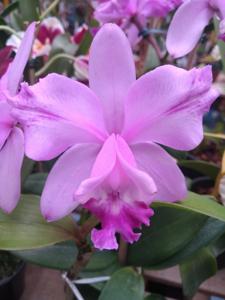 Cattleya claesiana