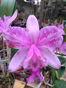 Cattleya claesiana