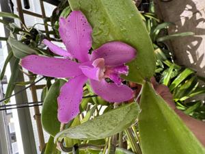 Cattleya duveenii