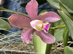 Cattleya duveenii