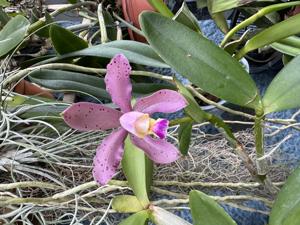 Cattleya duveenii