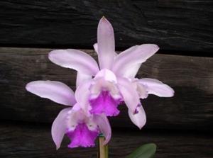 Cattleya felix