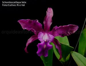 Cattleya felix