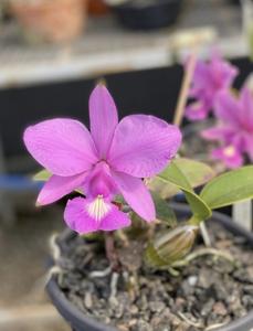 Cattleya mesquitae