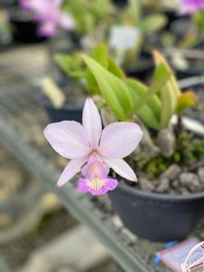 Cattleya mesquitae