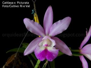 Cattleya picturata