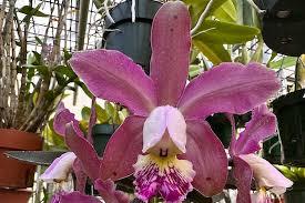 Cattleya pittiana