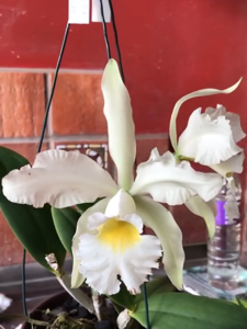 Cattleya whitei