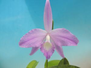 Cattleya fidelensis