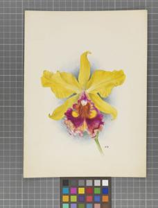 Cattleya maronii