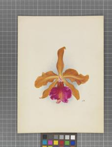 Cattleya maronii