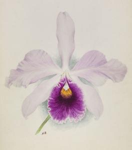 Cattleya Adela