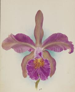 Cattleya Claudian