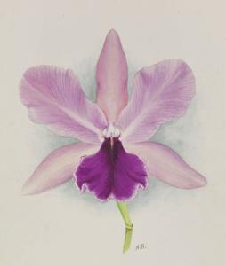 Cattleya Ella