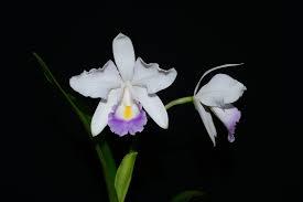 Cattleya Enchantress