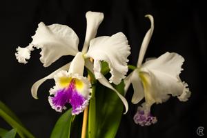 Cattleya General Pau