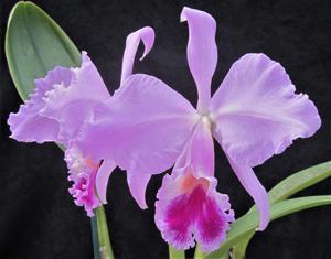 Cattleya General Pau