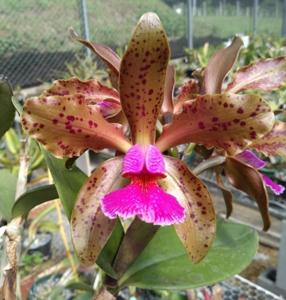 Cattleya Kerchoveana