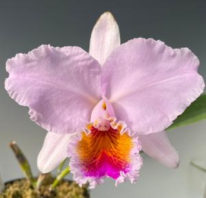 Cattleya Knightii