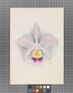 Cattleya Mollis