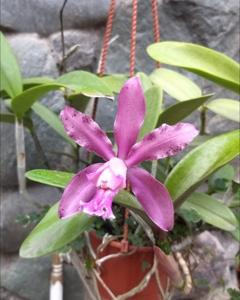 Cattleya Olenus (1904)