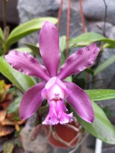 Cattleya Olenus (1904)