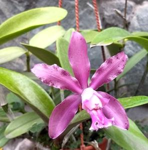 Cattleya Olenus (1904)