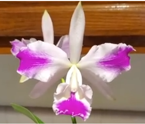 Cattleya Olivia 1