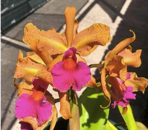 Cattleya Princesse Clémentine