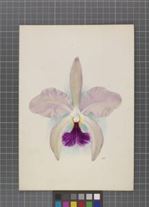 Cattleya Weedoniensis