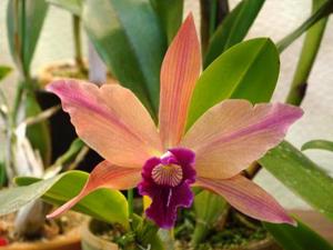 Cattleya Daphne