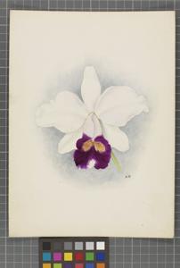 Cattleya Clive (1893)