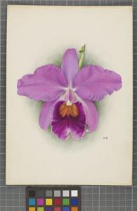 Cattleya Clive (1893)