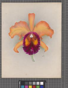 Cattleya Golden Queen