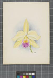 Cattleya Phryne