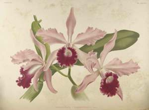 Cattleya Varjenevskyana