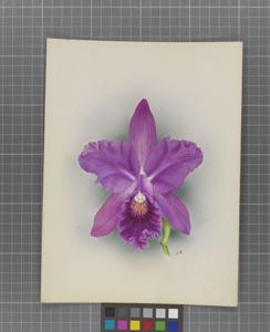 Cattleya Dirce