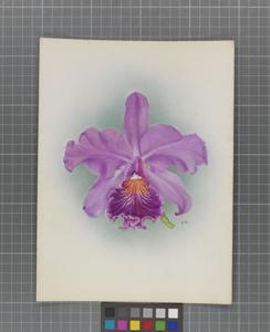 Cattleya Dirce