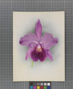 Cattleya Dirce