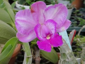 Cattleya Measuresiana