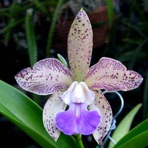 Cattleya Sororia