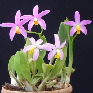 Cattleya Lucasiana