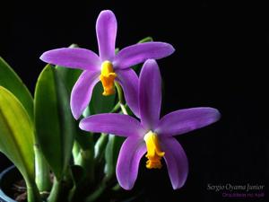 Cattleya Lucasiana