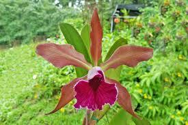 Cattleya Massangeana