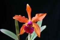 Cattleya Massangeana