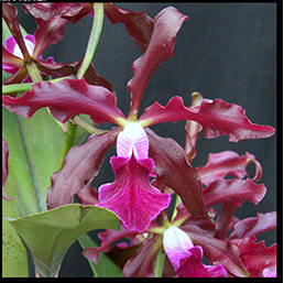 Cattleya Massangeana