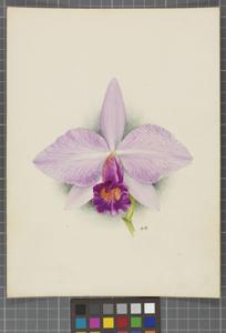 Cattleya Mrs. de Vere Beauclerk