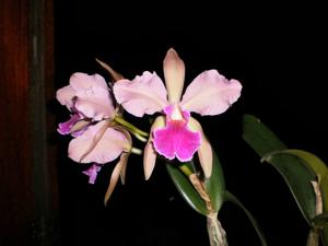 Cattleya Le Czar