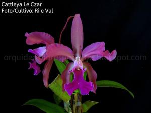 Cattleya Le Czar