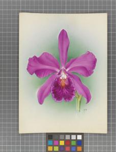 Cattleya Magnet